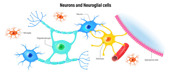Neurons and neuroglial cells. Types Of Neuroglial Cells. Oligodendrocyte, Astrocytes, Microglia and Ependymal cells. - obrazy, fototapety, plakaty