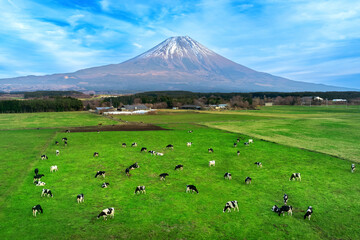 Aerial view of Cows eating lush grass on the green field in front of Fuji mountain, Japan.