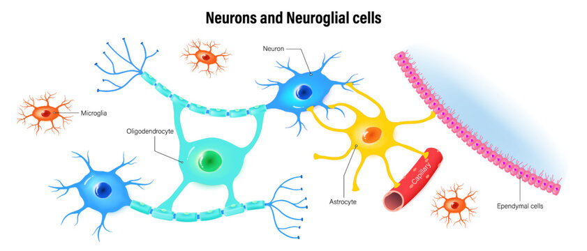 Neurons and neuroglial cells. Types Of Neuroglial Cells. Oligodendrocyte, Astrocytes, Microglia and Ependymal cells.
