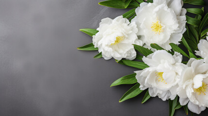 Fototapeta na wymiar Beautiful white peony flowers on a grey background