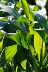Green corn leaf, natural for background, tropical leaf, tiny green leaf. Close-up. On open air.
