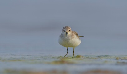 Little Stint (Calidris minuta) is a wetland bird that lives in the northern parts of the European and Asian continents. It feeds in swampy areas.