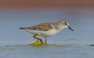 Little Stint (Calidris minuta) is a wetland bird that lives in the northern parts of the European and Asian continents. It feeds in swampy areas.
