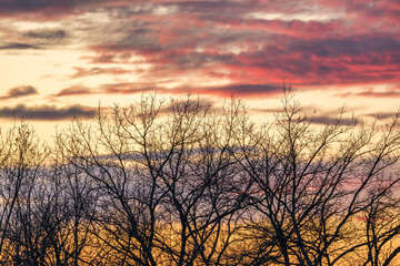 Evening sky. Tree branch against the backdrop of sunset. Close up.