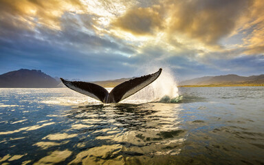 Fototapeta premium Walfisch Heckflosse ragt aus dem Meer, KI generiert