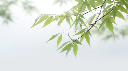 A serene branch with fresh green leaves, dotted with raindrops against a soft, misty background.