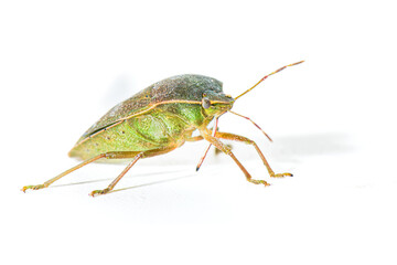 Specimen of Asian bedbug Halyomorpha halys