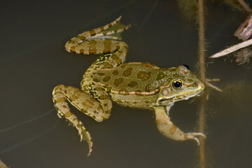 Türkischer Wasserfrosch // Levant water frog (Pelophylax cf. bedriagae / Pelophylax sp.) -...