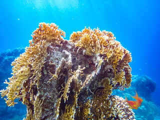 Sea goldie in the expanses of the coral reef of the Red Sea