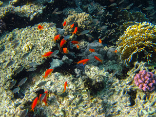 Sea goldie in the expanses of the coral reef of the Red Sea