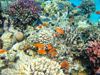 Naklejka na ściany i meble Sea goldie in the expanses of the coral reef of the Red Sea