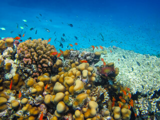 Sea goldie in the expanses of the coral reef of the Red Sea