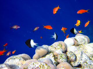 Sea goldie in the expanses of the coral reef of the Red Sea