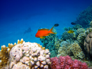 Sea goldie in the expanses of the coral reef of the Red Sea