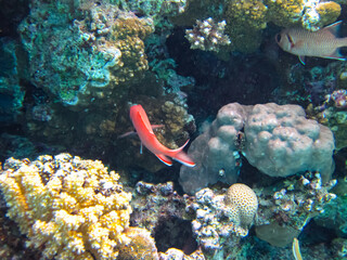 Sea goldie in the expanses of the coral reef of the Red Sea