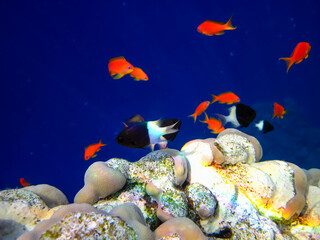 Sea goldie in the expanses of the coral reef of the Red Sea