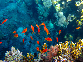 Sea goldie in the expanses of the coral reef of the Red Sea