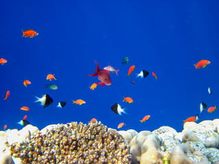 Fototapeta na wymiar Sea goldie in the expanses of the coral reef of the Red Sea