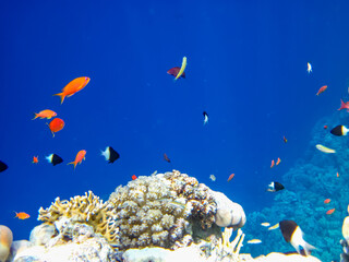 Sea goldie in the expanses of the coral reef of the Red Sea