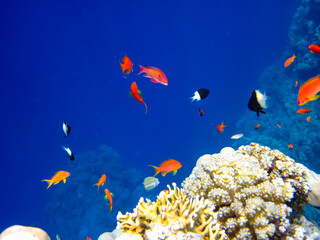 Sea goldie in the expanses of the coral reef of the Red Sea