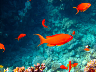 Sea goldie in the expanses of the coral reef of the Red Sea