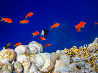 Sea goldie in the expanses of the coral reef of the Red Sea