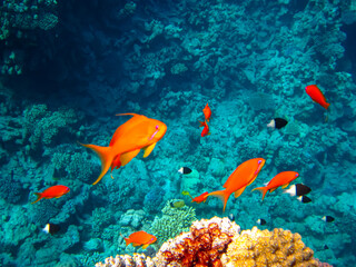 Sea goldie in the expanses of the coral reef of the Red Sea