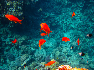 Sea goldie in the expanses of the coral reef of the Red Sea