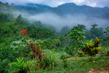 Misty and fogy jungle landscape. Hard trek to hidden ancient ruins of Tayrona civilization Ciudad...