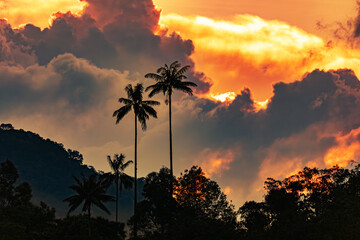 Valle del Cocora, stunning sunset casting a golden glow over the iconic towering wax palms...