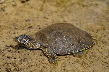 junge Nil-Weichschildkröte // juvenile African softshell turtle (Trionyx triunguis) - Dalyan, Türkei
