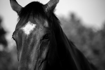 portrait of a black horse