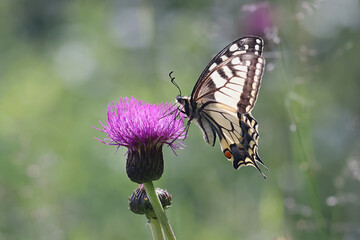 Swallotail, Papilio machaon, also known as old world swallowtail, feeding on melancholy thistle in Finland