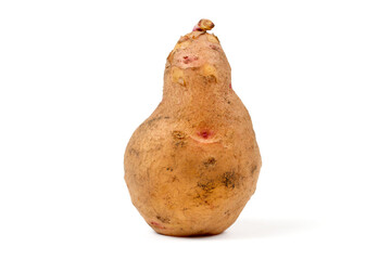 A potato tuber with an original shape, similar to a person. Potato tuber on white background.