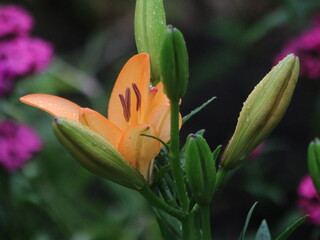 Salmon lily on the background of large green leaves and small purple flowers