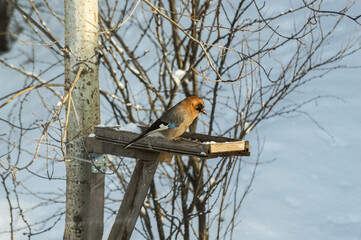 Eurasian jay (Garrulus glandarius) sits on a bird feeder in the winter. Photo project Birds