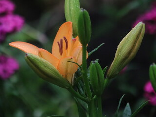 Salmon lily on the background of large green leaves and small purple flowers