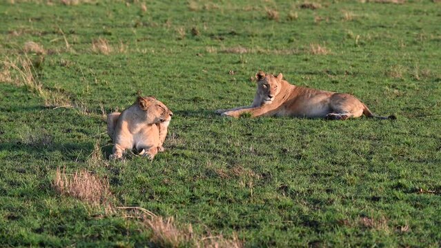 Two lionesses sunbathe early in the morning at the Maasai Mara National Reserve in Kenya