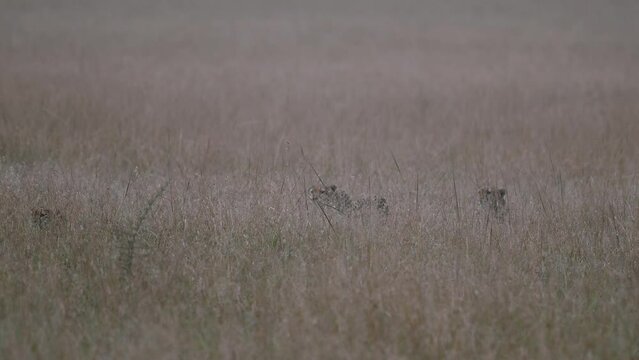 Cheetahs poised to attack their prey at Masai Mara in Kenya