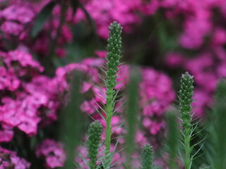 Purple flowers on a background of green leaves and plants