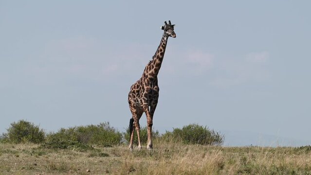 A giraffe walking at the Maasai Mara National Reserve in Kenya