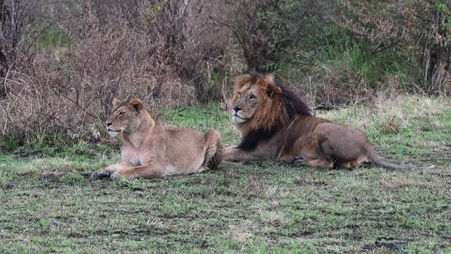 Lion pair taking a break at the Maasai Mara National Reserve in Kenya
