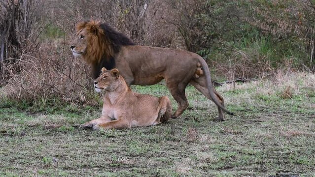 A Lion pair at the Maasai Mara National Reserve in Kenya