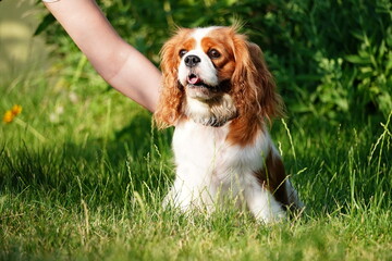 Portrait of a Dog Cavalier King Charles on a grass background. Cute Cavalier King Charles Spaniel on a walk in the park on a summer evening