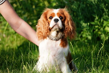 Portrait of a Dog Cavalier King Charles on a grass background. Cute Cavalier King Charles Spaniel...