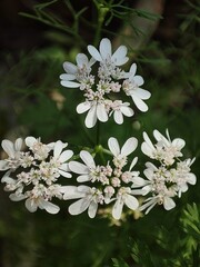 Coriander white flowers also known as cilantro