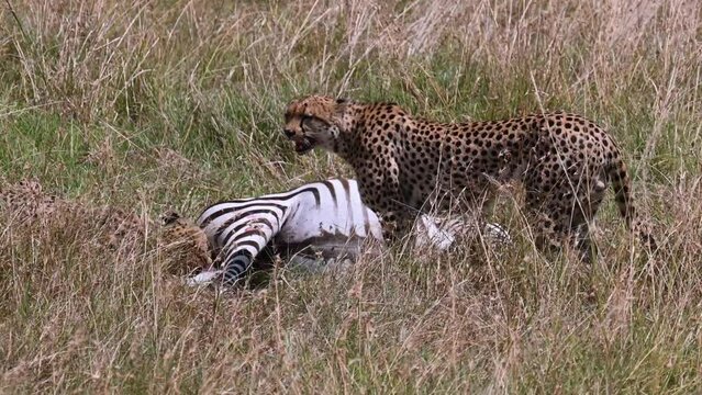Cheetahs feeding on their prey at the Maasai Mara National Reserve in Kenya