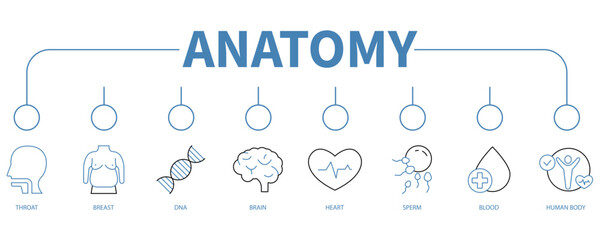 Fototapeta na wymiar Anatomy banner web icon vector illustration concept