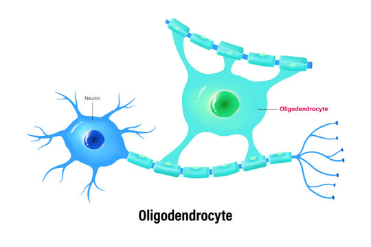 Oligodendrocyte vector. Glial cells (neuroglia). Central nervous system.