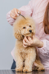 Cute female groomer combing the hair of a small cute maltipoo puppy. A funny little dog sits in a grooming salon or veterinary clinic. Cute poodle dog getting a haircut.